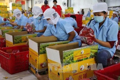 Gỡ rào cản cho xuất khẩu nông sản