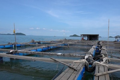 Chuyển dần từ khai thác sang nuôi biển để đạt hiệu quả kinh tế