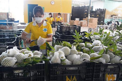 Các doanh nghiệp Ai Cập quan tâm đến hàng hóa của Việt Nam