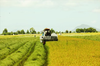 Gạo Việt đang chinh phục những thị trường "khó tính" bậc nhất