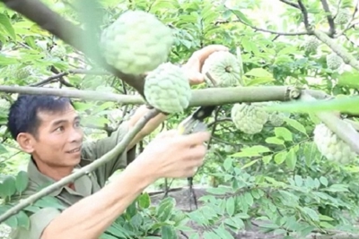 Quảng Ninh phát triển bền vững sản phẩm OCOP