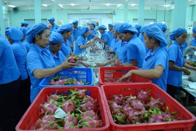 Tìm hướng tháo gỡ khó khăn cho nông sản xuất khẩu
