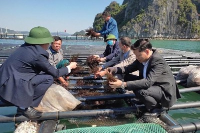 Tăng trưởng thủy sản và áp lực với môi trường