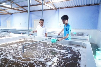 Bảo đảm chất lượng tôm giống vùng Tây Nam Bộ