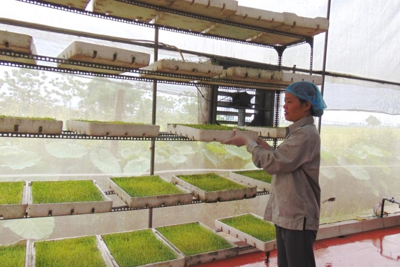 Nông nghiệp Thủ đô trên đà tăng trưởng