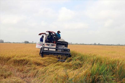 Giá lúa tại Đồng bằng sông Cửu Long đang giảm và dự báo sẽ còn tiếp tục giảm?