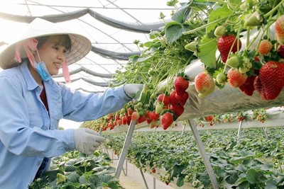 Tăng giá trị sản xuất từ ứng dụng nông nghiệp công nghệ cao