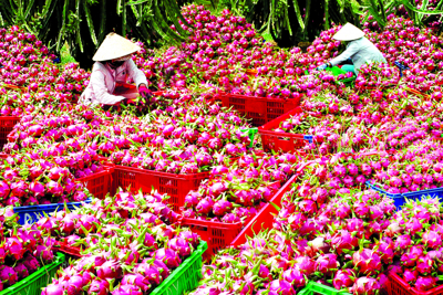 Xuất khẩu rau quả chưa đủ "sức bật" tăng trưởng