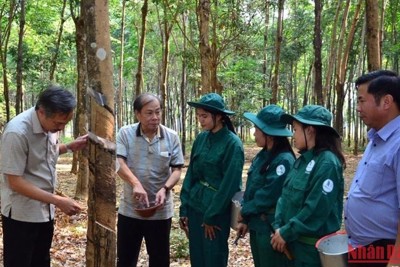Kim ngạch xuất nhập khẩu Việt Nam - Lào giữ vững đà tăng