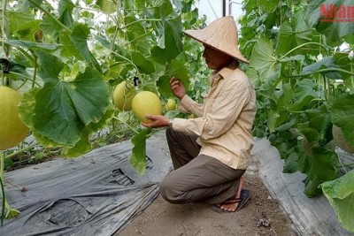  Bắc Kạn phát triển sản xuất liên kết theo chuỗi giá trị 