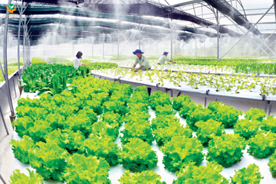 Thúc đẩy chuỗi giá trị và sản xuất nông nghiệp xanh