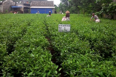 Ngân hàng Thế giới chia sẻ kinh nghiệm về chính sách xã hội tại Việt Nam