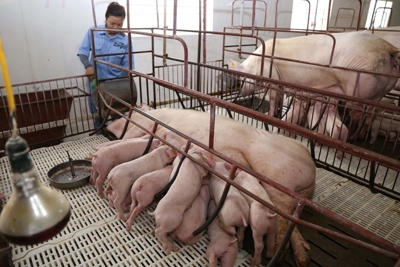 9 tháng, giá trị sản xuất chăn nuôi tăng 5,35%