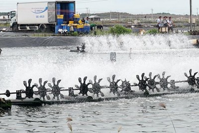 Nâng chất lượng tôm xuất khẩu ở đồng bằng sông Cửu Long