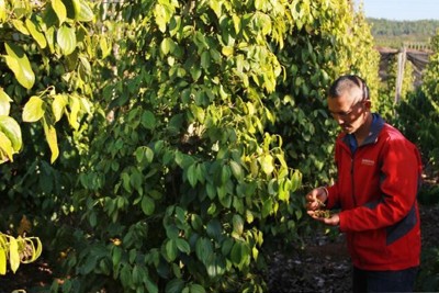 Chuyển hướng sản xuất hữu cơ, nông sản Việt chinh phục thị trường EU