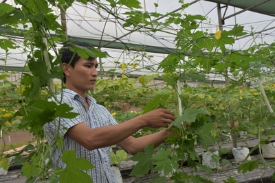 Bà Rịa- Vũng Tàu phát triển nông nghiệp ứng dụng công nghệ cao