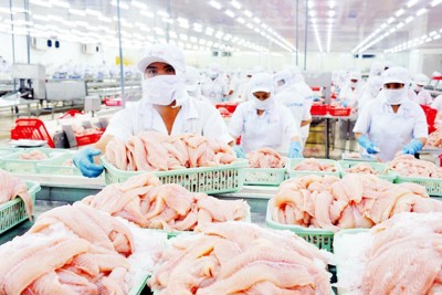 Xuất khẩu cá tra tăng trưởng mạnh mẽ