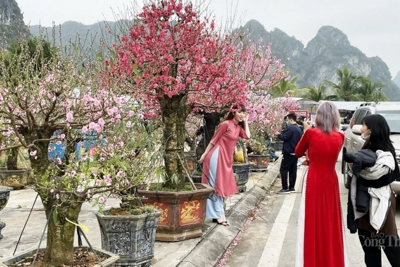 Nhộn nhịp chợ hoa Tết tại TP. Hạ Long 