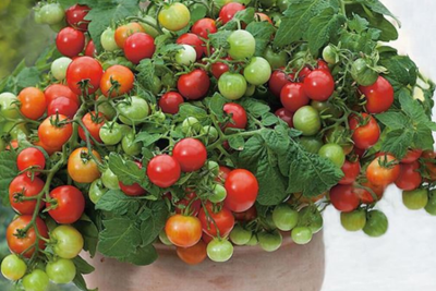 Những chậu rau quả "độc lạ" đắt khách cho Tết