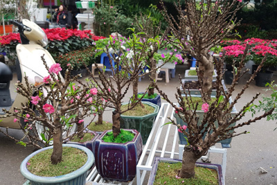Cây cảnh được mùa, giá cả "vừa túi tiền"