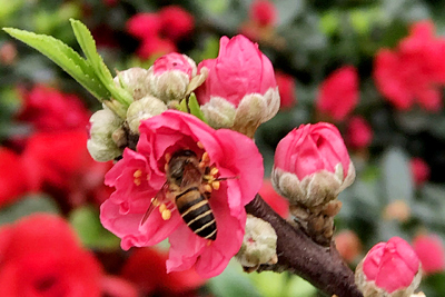 Chợ hoa Tết những ngày chống dịch