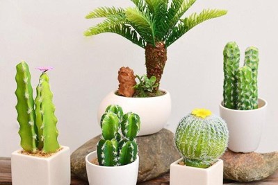 Những loại cây tiêu hao tài lộc không nên trồng trong nhà