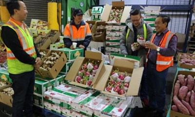Châu Âu áp thuế 0%: Gạo, thanh long… Việt hưởng lợi