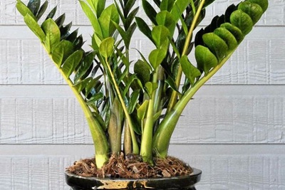 Những loại cây trồng trong nhà tốt cho sức khỏe