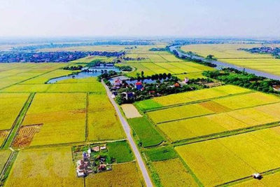 Điều kiện, thủ tục chuyển mục đích sử dụng đất lúa, đất rừng tại 4 tỉnh, thành phố