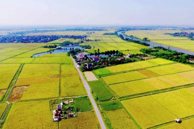 Miễn thuế sử dụng đất nông nghiệp trong thời hạn 5 năm từ 2021-2025