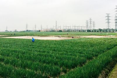 Phát triển sản xuất nông nghiệp chuyên canh tập trung ở tỉnh Hải Dương