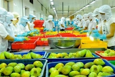 Xuất khẩu rau, quả, gia vị sang EU: Tiềm năng rộng mở