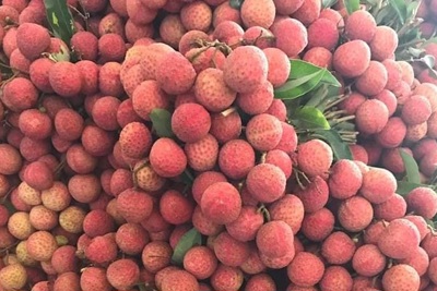 Việt Nam xuất khẩu vải, nhãn đứng nhì thế giới
