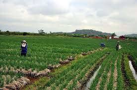 Tổng cục Thuế đôn đốc thực hiện gia hạn nộp thuế, tiền thuê đất năm 2021
