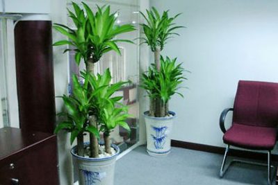 7 loại cây cảnh giúp môi trường làm việc hiệu quả hơn