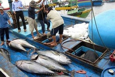 EU sẽ sang Việt Nam kiểm tra về việc khắc phục "thẻ vàng"