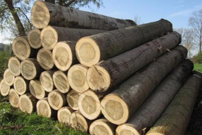 Việt Nam - Hoa Kỳ: Hợp tác kiểm soát nguồn gốc gỗ