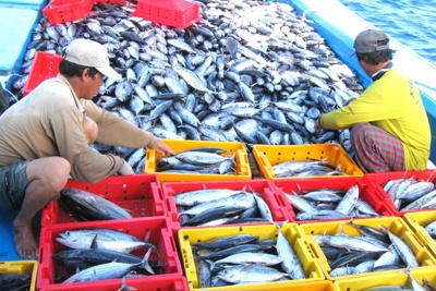 Gỡ "thẻ vàng" IUU: Khắc phục hạn chế trong chuỗi sản xuất
