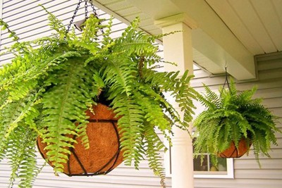 Nếu nghĩ trồng cây trong nhà có thể lọc sạch không khí, bạn đã sai