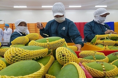 Tiếp tục xu hướng phục hồi, xuất khẩu rau quả đón tín hiệu khả quan
