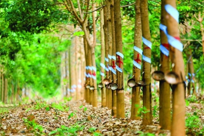 Khẳng định vị thế từ việc áp dụng hệ thống quản lý tiên tiến chất lượng, công cụ cải tiến năng suất 