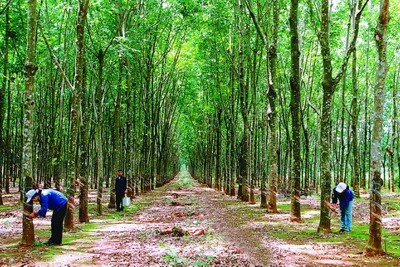 Nâng cao hiệu quả thi hành quy định pháp luật về quyền sử dụng đất lâm nghiệp ở Việt Nam 