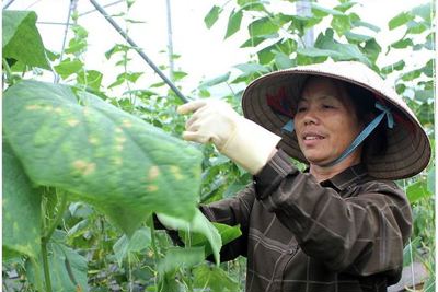 Nâng cao năng suất, chất lượng sản phẩm hàng hóa, dịch vụ của doanh nghiệp, hợp tác xã tại Lạng Sơn