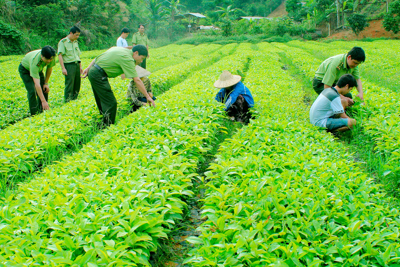 Đảm bảo kinh phí cho các dự án phát triển sản xuất giống phục vụ cơ cấu lại ngành Nông nghiệp 