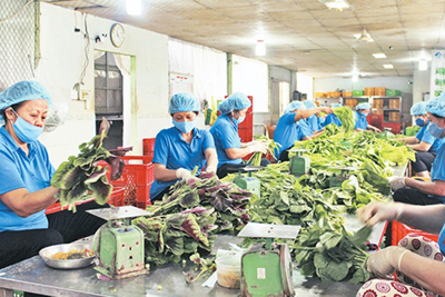 Đưa lao động trở lại chuỗi liên kết nông nghiệp