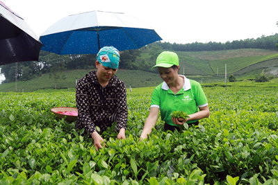 Lan tỏa hương vị chè La Bằng
