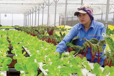 Chú trọng xây dựng và hoàn thiện các tiêu chuẩn về tín dụng xanh