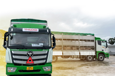 THILOGI đẩy mạnh dịch vụ vận chuyển gia súc