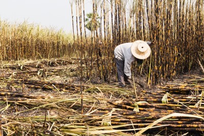 Thuế phòng vệ: Giải pháp cho thâm hụt thương mại ngành Đường 
