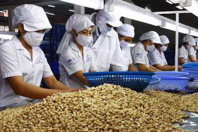 Tháo gỡ khó khăn cho doanh nghiệp xuất khẩu điều trước nguy cơ mất hàng trăm triệu USD